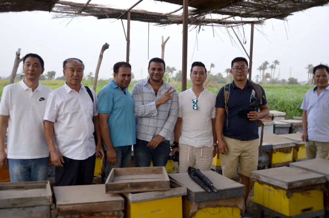孙健男先生2017年跟随一带一路出访埃及指导当地人员蜜蜂授粉